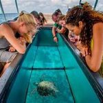 Glass-Bottom-Boat.jpg